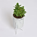 Peperomia Orba Teardrop 'Pixie Lime' Plant
