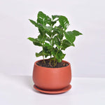 Coffee Plant Coffea arabica