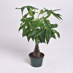 Money Tree Lucky Plant