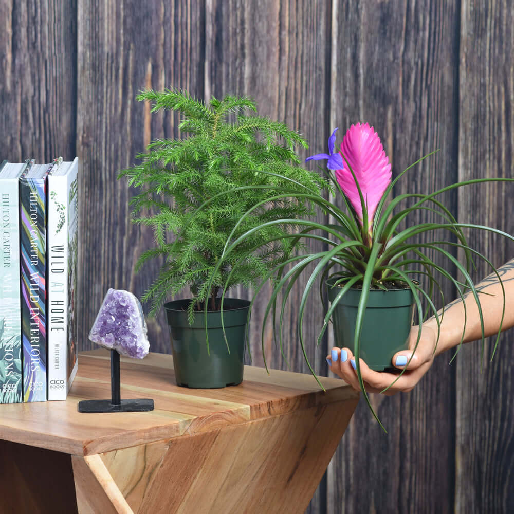 Pink Quill &amp; Norfolk Pine