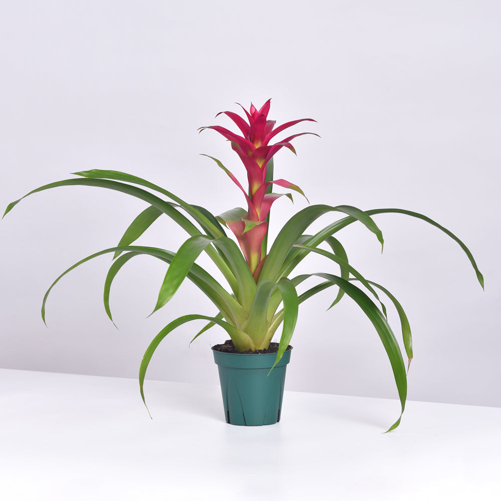 Guzmania &#39;Viola&#39; Pink Bromeliad
