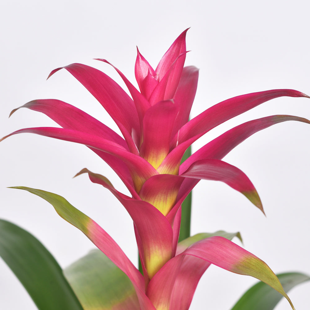 Guzmania &#39;Viola&#39; Pink Bromeliad