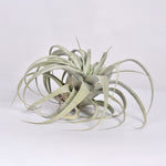 Tillandsia xerographica Extra Large Airplant 14" x 12"