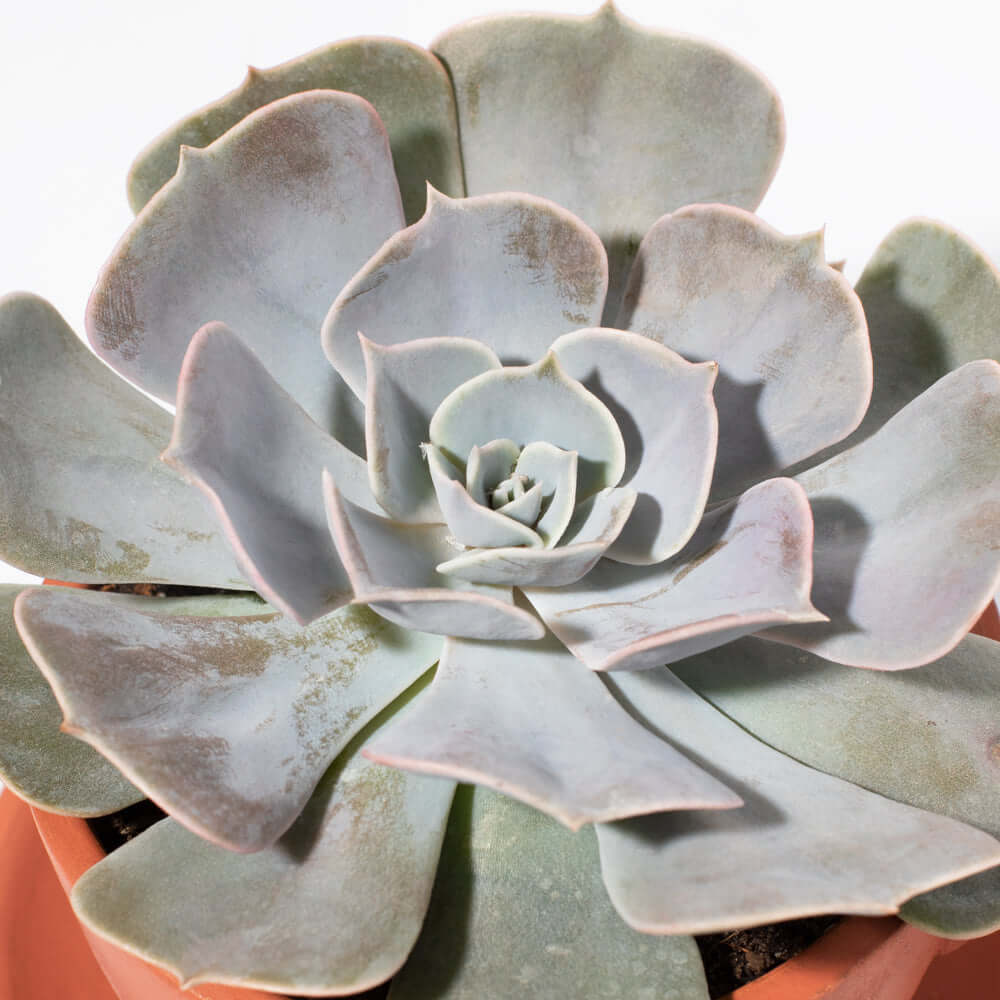 Succulent