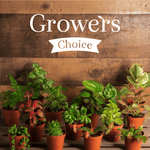 Growers Choice Mystery Nursery Pot Verdant Lyfe