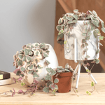 Variegated String of Hearts Trailing Pink Succulent Ceropegia Woodii Var. Verdant Lyfe