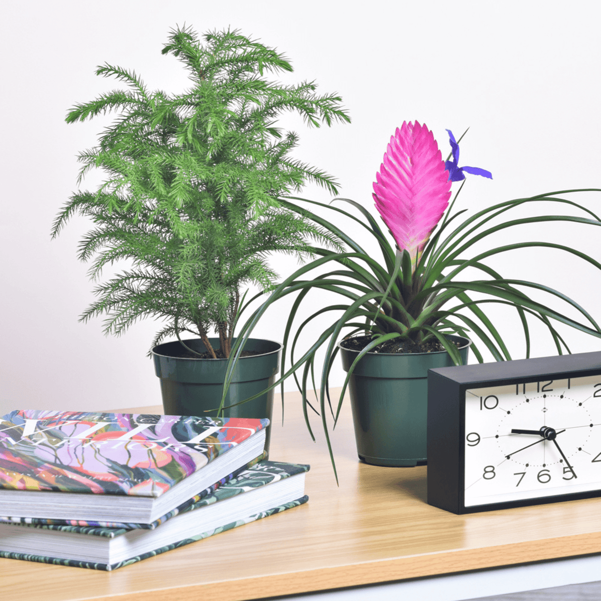 Pink Quill &amp; Norfolk Pine