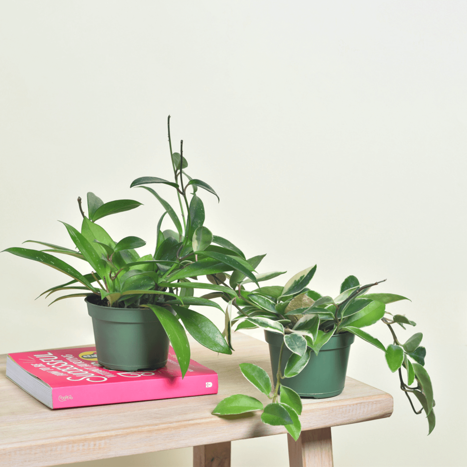 Hoya Carnosa and Pubicalyx Bundle
