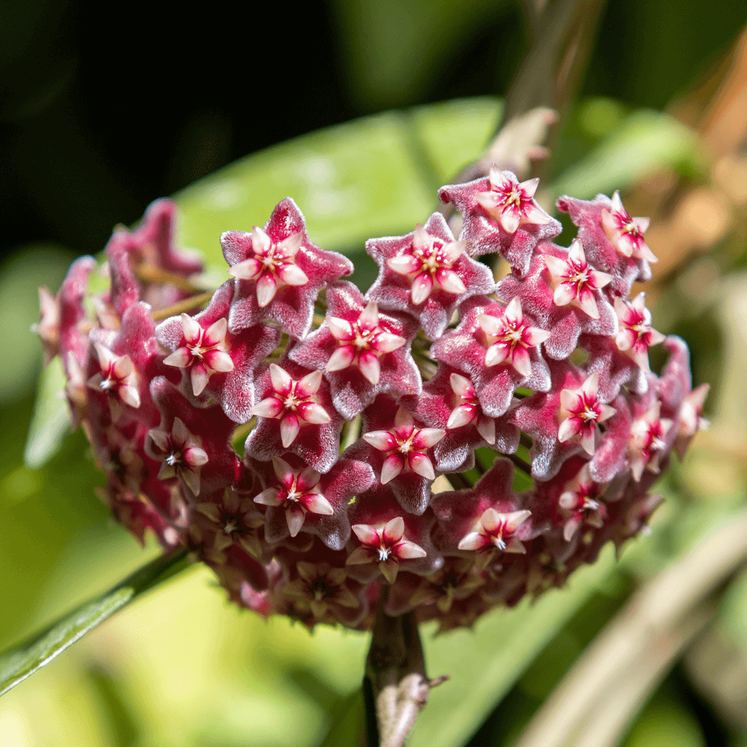 Blooms of Hoya pubicalyx Splash Vining Plant Verdant Lyfe