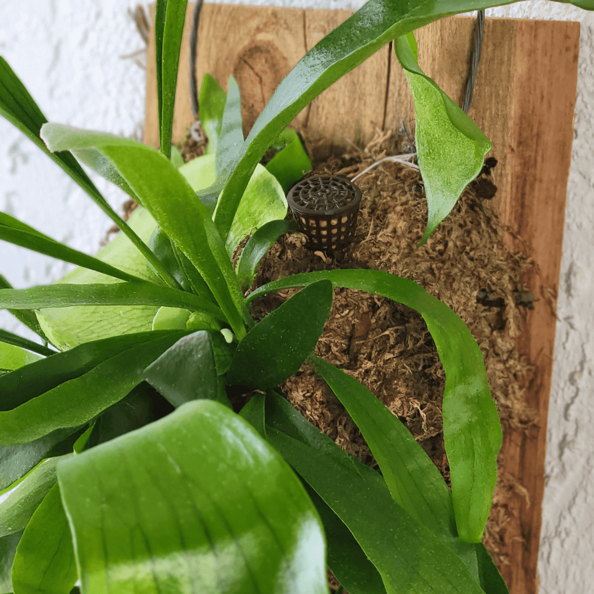 Fertilizer Basket