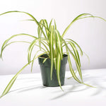 Spider Hardy Plant Chlorophytum Comosum Variegated Houseplant Verdant Lyfe
