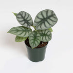 Alocasia Silver Dragon