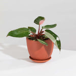 Philodendron erubescens 'Pink Princess' Gorgeous Variegated Houseplant Verdant Lyfe