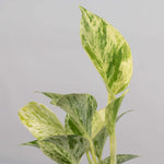 Snow Queen Pothos Epipremnum aureum Trailing Air Purifying Plant Verdant Lyfe