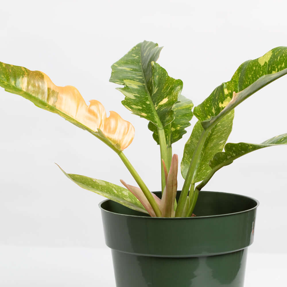 Philodendron &#39;Ring of Fire&#39; Variegated Jungle Boogie Houseplant Verdant Lyfe