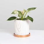 Philodendron 'White Measure' Birkin Variegated Pinstriped Houseplant Verdant Lyfe