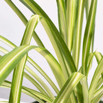 Spider Hardy Plant Chlorophytum Comosum Variegated Houseplant Verdant Lyfe