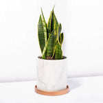 Variegated Yellow Edged Snake Plant Sansevieria trifasciata var. laurentii Verdant Lyfe