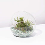 DIY Airplant Terrarium ionantha 'Fuego' Tillandsia Verdant Lyfe