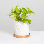 Neon Pothos Trailing Air Purifying Plant Verdant Lyfe