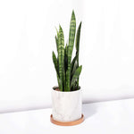 Black Coral Snake Plant Sansevieria trifasciata Verdant Lyfe