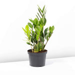 Zanzibar Gem Zamioculcas zamiifolia Green ZZ Plant Verdant Lyfe