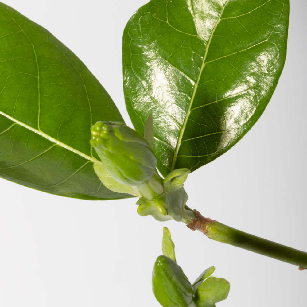 Gardenia taitensis &#39;Double&#39; - Double Tahitian Fragrant Flowering Bush Plant Verdant Lyfe