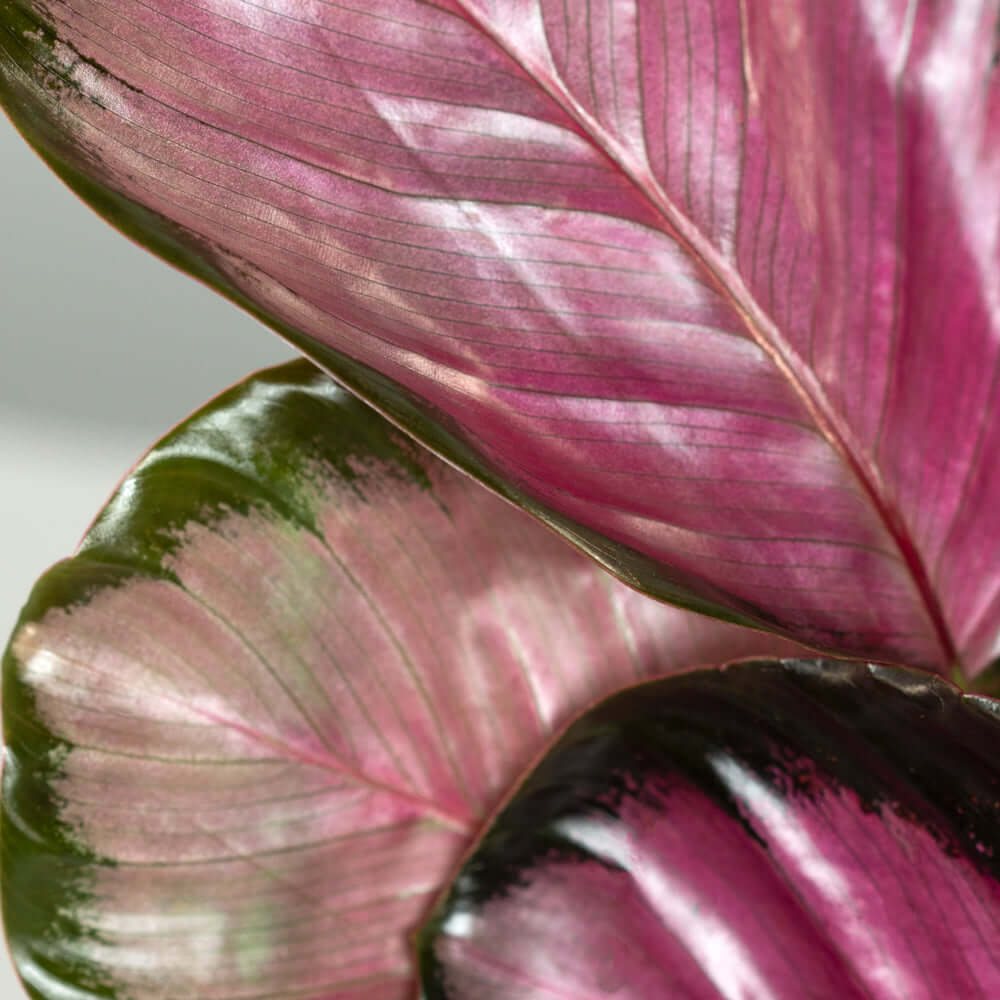 Calathea Roseopicta &#39;Rosy&#39; Crimson Pink Prayer Plant Verdant Lyfe