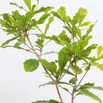 Miracle Berry Synsepalum dulcificum Tastebud Changing Plant Verdant Lyfe