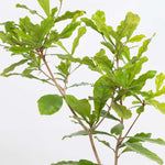 Miracle Berry Synsepalum dulcificum Tastebud Changing Plant Verdant Lyfe