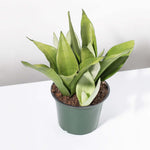 Silver Moonshine Snake Plant Sansevieria Trifasciata Verdant Lyfe