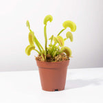 Green Venus Fly Trap Carnivorous Plant - Dionaea muscipula Verdant Lyfe