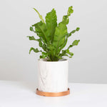 Bird's Nest Fern Asplenium nidus Easy Houseplant Verdant Lyfe