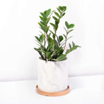 Zanzibar Gem Zamioculcas zamiifolia Green ZZ Plant Verdant Lyfe