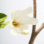 Gardenia taitensis 'Double' - Double Tahitian Fragrant Flowering Bush Plant Verdant Lyfe