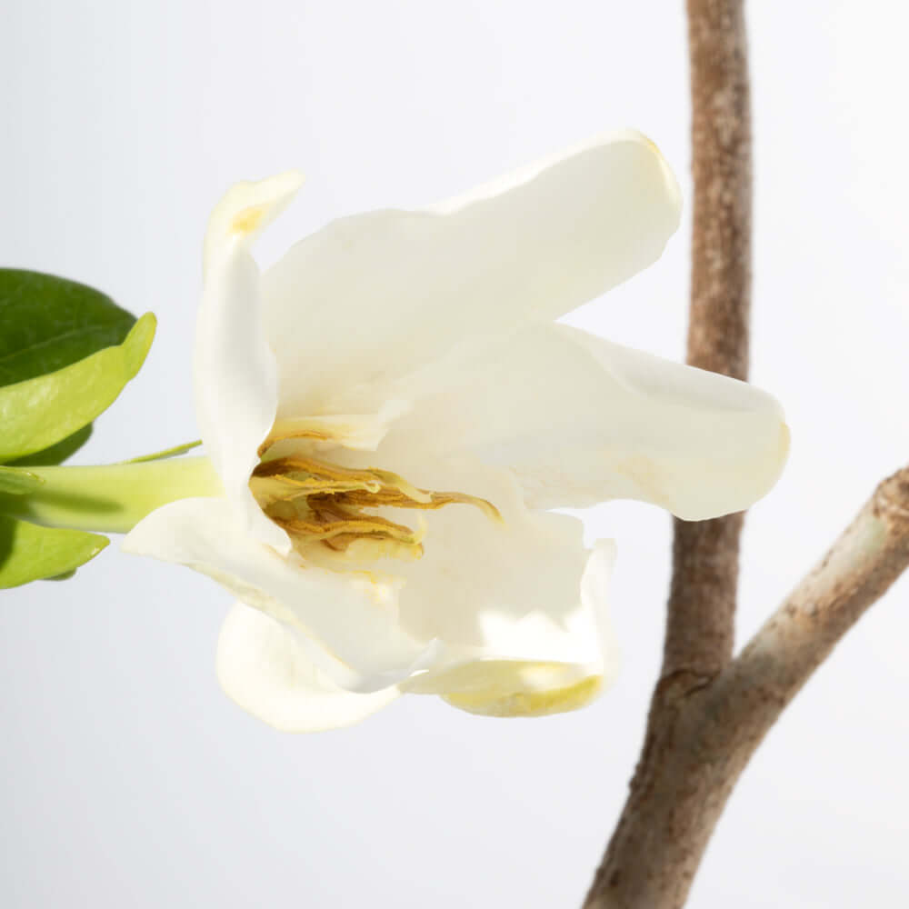 Gardenia taitensis &#39;Double&#39; - Double Tahitian Fragrant Flowering Bush Plant Verdant Lyfe