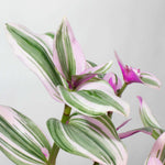 Nanouk Tradescantia Pink Wandering Trailing Plant Verdant Lyfe