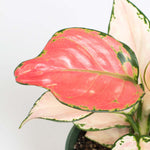 Aglaonema 'Wishes' Easy Pink Houseplant Verdant Lyfe a close up view