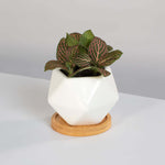 Pink Nerve Plant Fittonia Leather Leaf Plant Verdant Lyfe