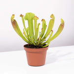 Sarracenia x Barba Green Trumpet Pitcher Carnivorous Plant Verdant Lyfe