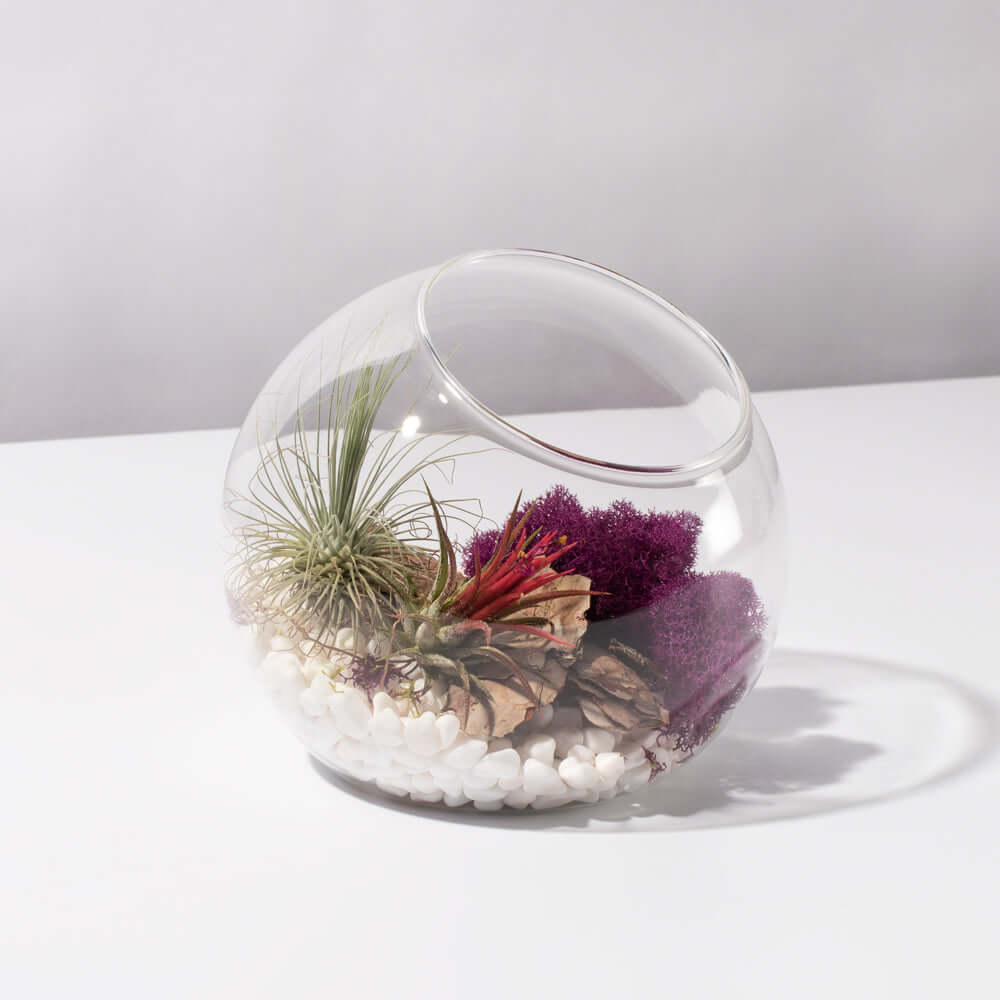 Large Bubble Terrarium with Airplant Kit Tillandsia Grower&#39;s Choice Verdant Lyfe