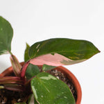 Philodendron erubescens 'Pink Princess' Gorgeous Variegated Houseplant Verdant Lyfe