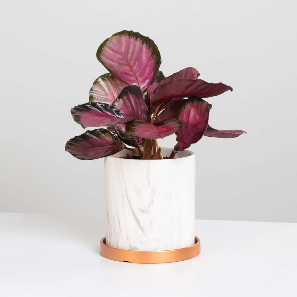 Calathea Roseopicta &#39;Rosy&#39; Crimson Pink Prayer Plant Verdant Lyfe