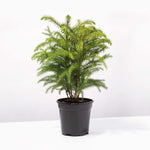 Norfolk Island Pine - Araucaria heterophylla Little Holiday Tree Verdant Lyfe