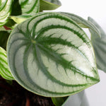 Watermelon Peperomia argyreia Radiator Plant Verdant Lyfe