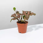 Pink Nerve Plant Fittonia Leather Leaf Plant Verdant Lyfe