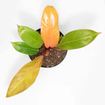 “Prince of Orange Plant” Philodendron Houseplant Verdant Lyfe