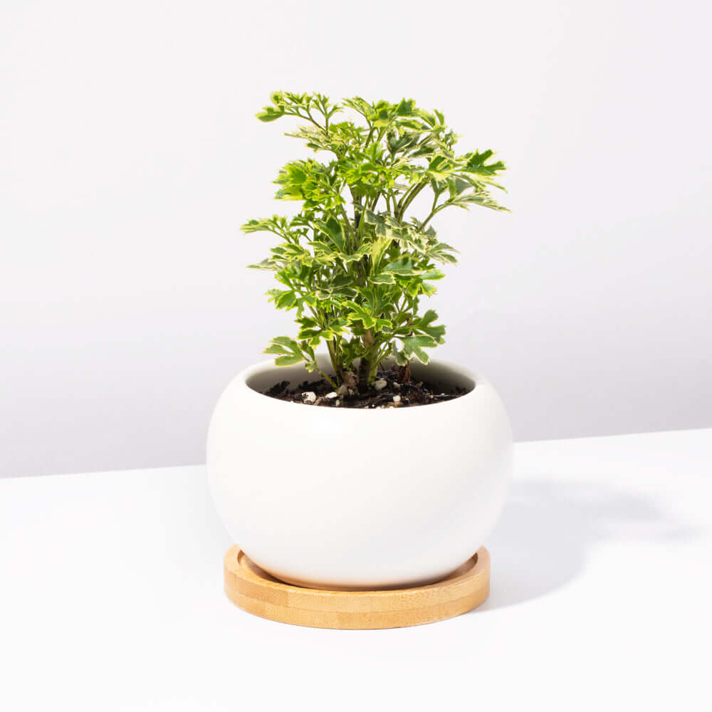 Ming Aralia &#39;Snowflake&#39; Polyscias Fruticosa Variegated Plant Verdant Lyfe