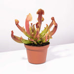 Sarracenia x Maroon Trumpet Pitcher Carnivorous Plant Verdant Lyfe