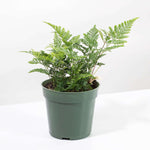 Rabbit Foot Fern Plant Davilla Pet-Friendly Houseplant Verdant Lyfe